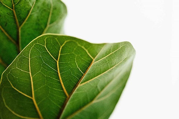 Four Plants to Consider Instead of a Fiddle-leaf Fig